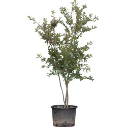 Steeneik meerstammig Quercus ilex 187,5 cm - Warentuin Natuurlijk