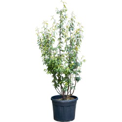 Tibetaanse sierkers meerstammig Prunus serrula 162,5 cm