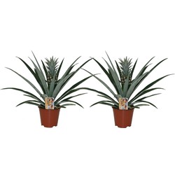 Ananas comosus - Set van 2 - Anti-snurkplant - Pot 14cm - Hoogte 45-55cm