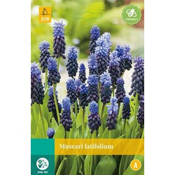 5 stuks - Muscari latifolium 12 bollen