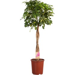 Vingersboom Schefflera - 100cm