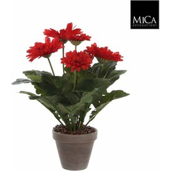 Mica Decorations gerbera maat in cm: 35 x 30 rood in pot
