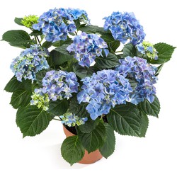 Kamerhortensia blauw – 40cm hoog, ø14cm - bloeiende kamerplant - vers van de kwekerij