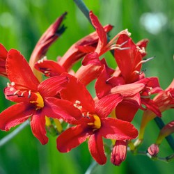 Crocosmia 'Lucifer' Montbretia - Set van 50 - Knollen - Tuinbloemen - Rood