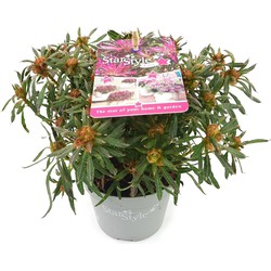 Hello Plants Azalea StarStyle Lila Rhododendron - Struik, Tuinplant - Ø 10.5 cm - Hoogte: 15 cm