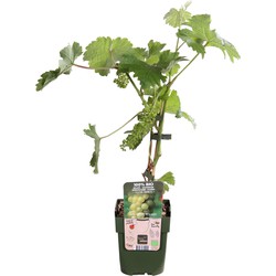 Hello Plants Vitis Vinifera Johanniter Witte Druiven - Druivenplant - Ø 13 cm - Hoogte: 45 cm