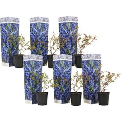Blauwe bes 'Sunshine Blue' - Set van 6 - Bessenplant - Pot 9cm - Hoogte 25-40cm