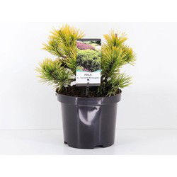 Pinus mugo carstens wintergold 20-25 cm