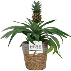 ZynesFlora - Ananasplant in Mandje - Ø 12 cm - Hoogte: 30 - 40cm - Luchtzuiverend - Kamerplant - Kamerplant in Pot
