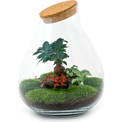 URBANJNGL - Planten terrarium • Drop XXL Bonsai • Ecosysteem plant • ↑ 43 cm