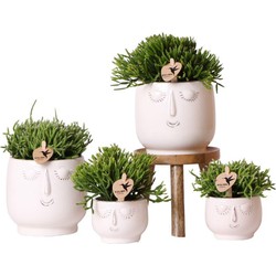 Kolibri Greens | Planten set - Rhipsalis mix - in Happy Face white sierpotten + houten plantenverhoging - potmaten Ø6cm & Ø9cm