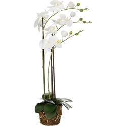 Mica Decorations Kunstplant Phalaenopsis - 30x18x76 cm - Polyester - Wit