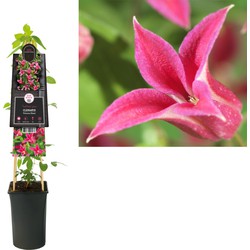 3 stuks - Klimplant Clematis Princess Diana 75 cm - Van der Starre