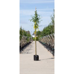 Gouden regen Laburnum watereri Vossi h 350 cm st. omtrek 12 cm