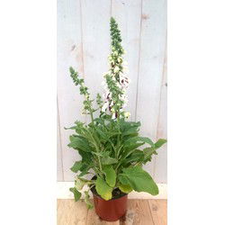 2 stuks - Vingerhoedskruid wit 40 cm Warentuin