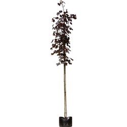 2 stuks! Roodbladige Noorse esdoorn Acer pl. Royal Red h 250 cm st. omtrek 8 cm boom