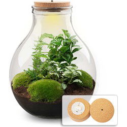 URBANJNGL - Planten terrarium - Big Paul Green - Ecosysteem plant - ↑ 40 cm - DIY