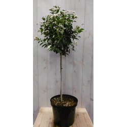 Viburnum Tinus stamhoogte 50 cm en hoogte 100 cm wit