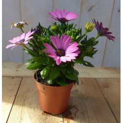 3 stuks! Spaanse margriet roze