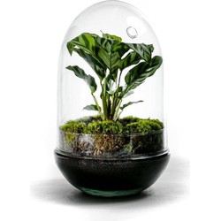 Growing Concepts Egg Large terrarium - Calathea plant 30cm / 17cm / Glas - 30cm