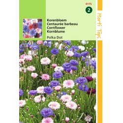 2 stuks - Centaurea Cyanus Polka Dot Gemengd - Hortitops