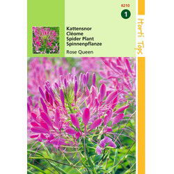 2 stuks - Cleome Spinosa Rose Queen