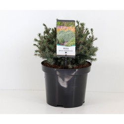 Picea glauca echiniformis 20-25 cm