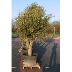 Olijfboom Olea stamhoogte 85 cm en boomhoogte 260 cm XXL - Warentuin Natuurlijk