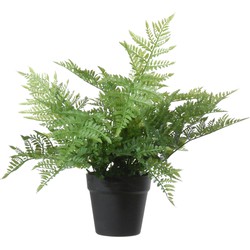 Louis maes Kunstplant - bosvaren - Dyropteris Remota - groen - 43 cm - Kunstplanten