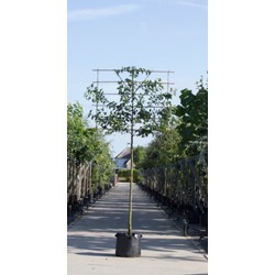 Sierpeer als leiboom Pyrus call. Chanticleer h 270 cm st. omtrek 10 cm st. h 150 cm