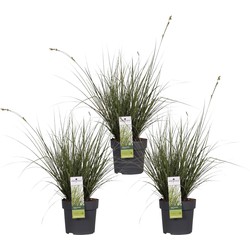 Hello Plants Carex Brunnea Variegata Zegge - Siergras - 3 Stuks - Ø 14 cm - Hoogte: 30 cm