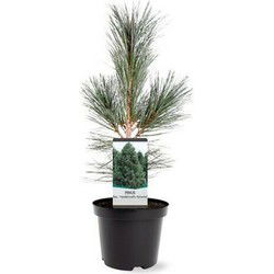Pinus flexilis VanderWolf s Pyramid 30-40 cm Conifeer