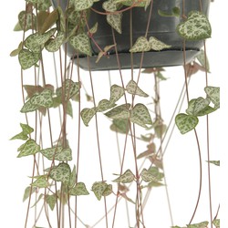 We Love Plants - Ceropegia Green Love - 50 cm lang - Hangplant