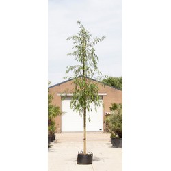treurwilg Salix sepulcralis Chrysocoma h 375 cm st. omtrek 19 cm st. h 230 cm