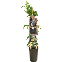 Klimplant Passiflora Edulis 75 cm - Van der Starre