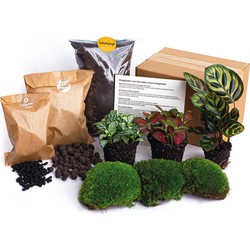 URBANJNGL - Planten terrarium pakket - Calathea Makoyana - 3 terrarium planten - Navul & Startpakket DIY terrarium - Mini ecosysteem plant