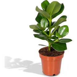 Hello Plants Clusia Princess Handtekeningboom - Ø 12 cm - Hoogte: 15 cm - Kamerplant