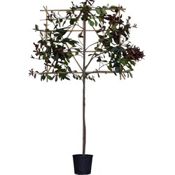 Glansmispel als leiboom 335 cm