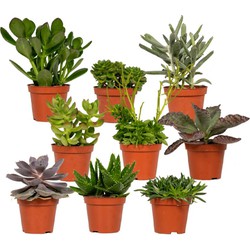 Hello Plants Vetplanten Succulenten Mix - 9 Stuks - Ø 8,5 cm Pot - Hoogte: 8.5 cm