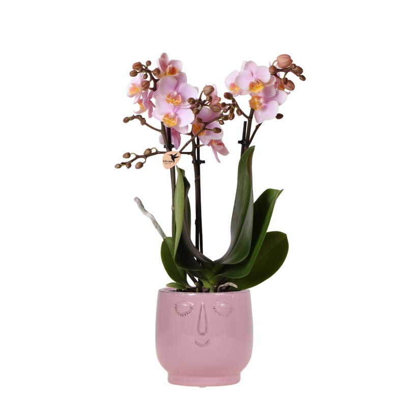 Kolibri Orchids | Roze Phalaenopsis orchidee – Andorra + Happy Face sierpot pink – potmaat Ø9cm – 40cm hoog | bloeiende kamerplant in bloempot - vers van de kweker - 