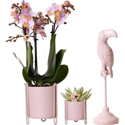 Kolibri Company - Planten set Essential nude | Set met roze Phalaenopsis Orchidee Andorra Ø9cm en groene plant Succulent Miranda Ø6cm en Toucan nude | incl. nude keramieken sierpotten