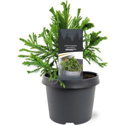 Cryptomeria japonica Serama pbr 25-30 cm Conifeer