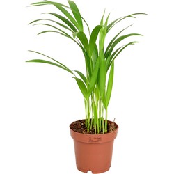 ZynesFlora - Areca Lutescens - Dypsis - Kamerplant in pot - Ø 12 cm - Hoogte: 40 cm - Luchtzuiverend - Goudpalm - Palm - Kamerplant