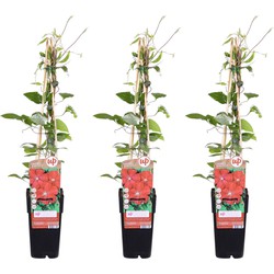 Hello Plants Clematis Rouge Cardinal Bosrank - Klimplant - 3 Stuks - Ø 15 cm - Hoogte: 65 cm