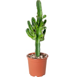 Floraya - Cactus | Euphorbia Eritrea - Buiten- en binnnenplant in kwekerspot ⌀17 cm - ↕50-60 cm