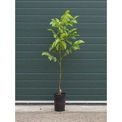 2 stuks! Walnotenboom Coenen Juglans r. Coenen h 100 cm st. omtrek 1 cm boom