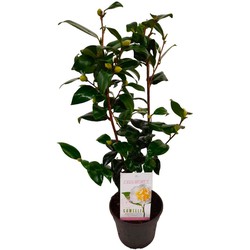 Camellia japonica 'Brushfield's Yellow' - Japanse roos - ⌀15cm - Hoogte 50-60cm