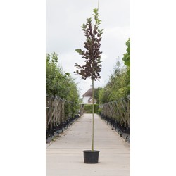 Vogelkers Canada red Prunus vir. Canada Red h 350 cm st. omtrek 12 cm - Warentuin Natuurlijk