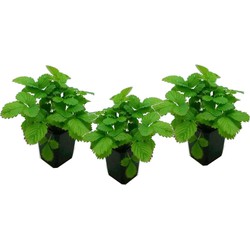 Fragaria x ananassa Roman - Set van 3 - Aardbeienplant - ⌀9cm - Hoogte 15-20cm