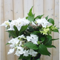 Hortensia Hydrangea wit randjesbloem 40 cm